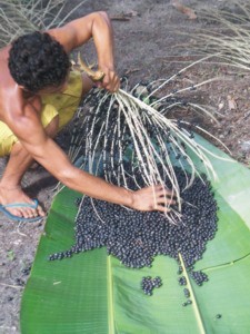 Acai Beeren an der Pflanze