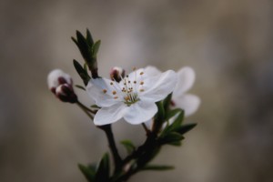 Aprikosenbluete