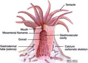 Darstellung eines Korallen Polyp