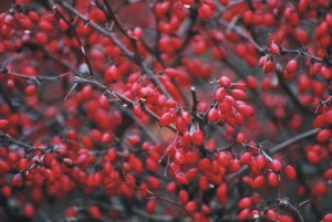 Schisandrabeeren am Strauch