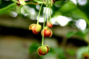 Schisandrablüte