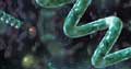 Spirulina platensis