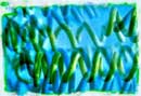 Spirulina platensis unter dem Mikroskop
